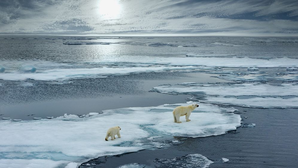 Polarni medvjedi žive na Arktiku
