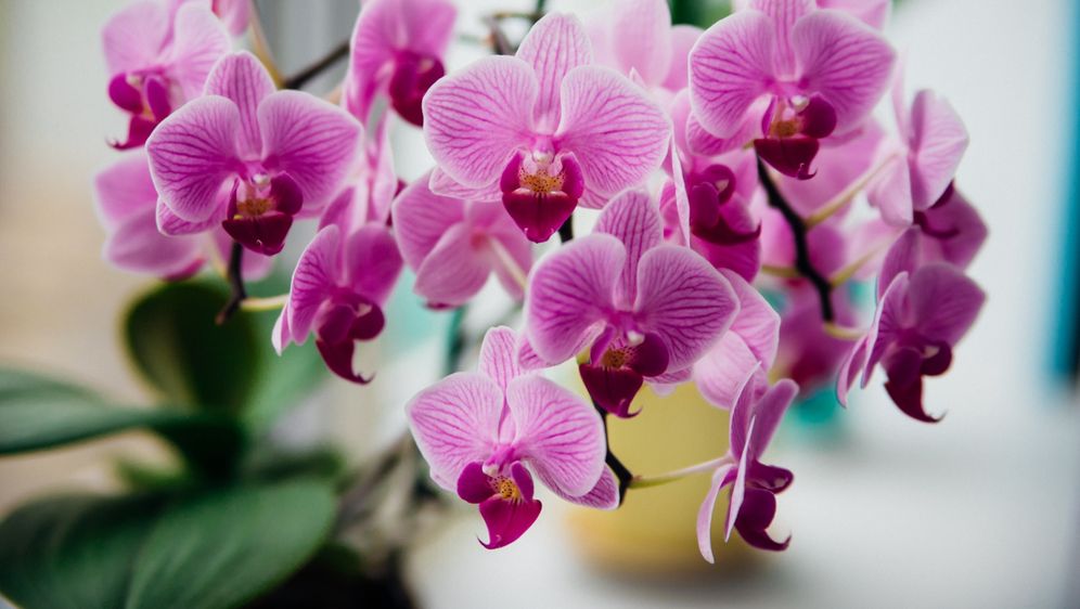 Orhideje će procvjetati uz dodatak vode s češnjakom