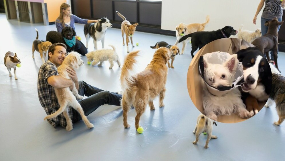 Psi u prostoriji za druženje i snimka pasa iz vrtića za pse