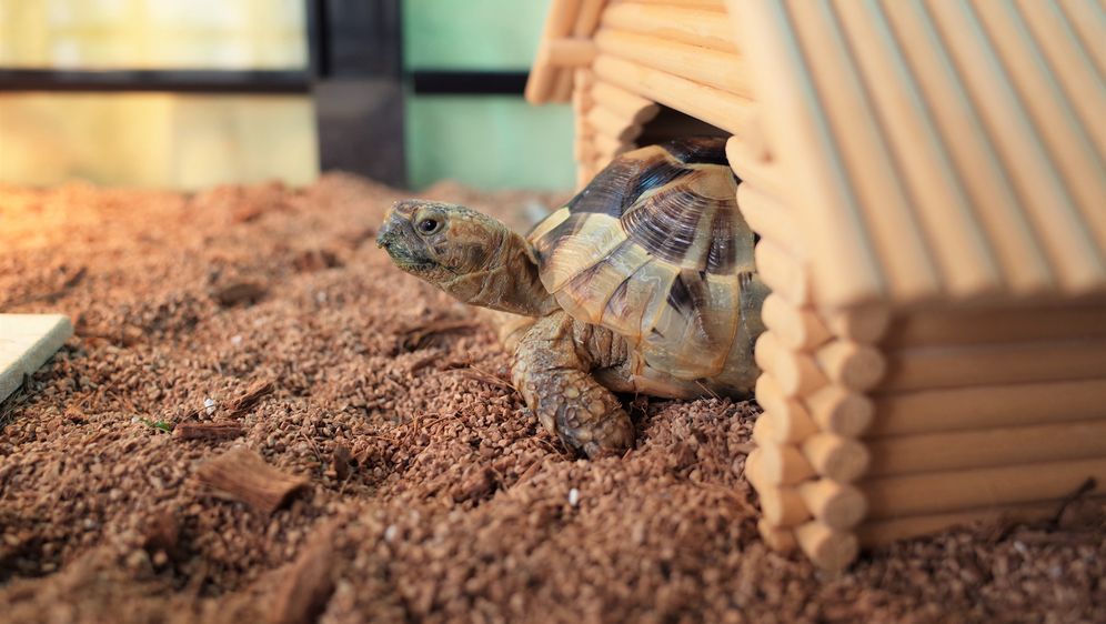 Kornjača, ilustracija