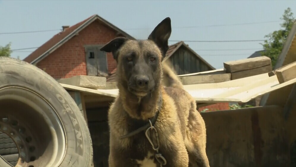 Napad pasa u Bjelovaru - 3