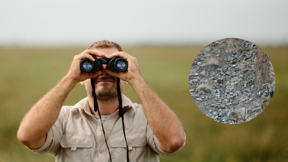 Muškarac koji gleda kroz dvogled i sakriveni snježni leopard