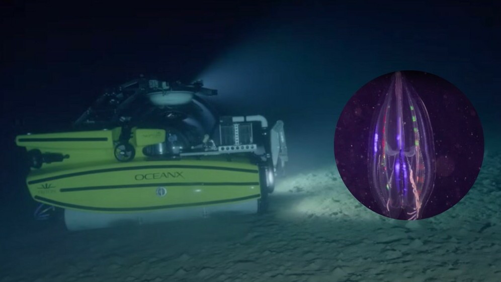 Podmornica za znanstvena istraživanja i bioluminiscentni organizam