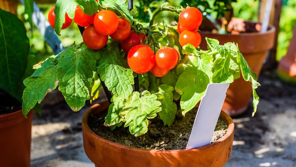 Cherry rajčice možete posaditi i u posudi