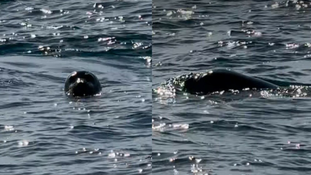 Sredozemna medvjedica u Jadranskom moru