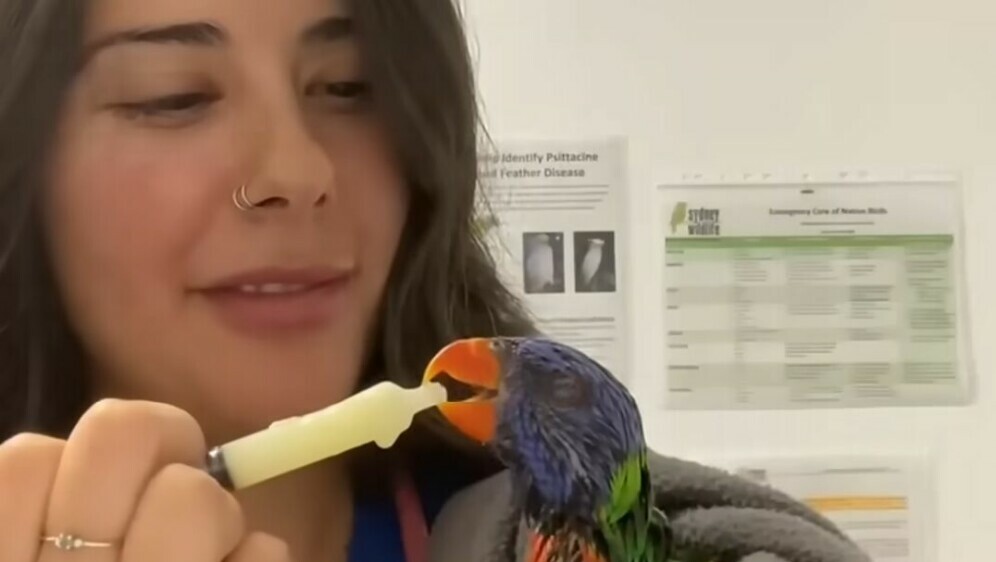 Papiga