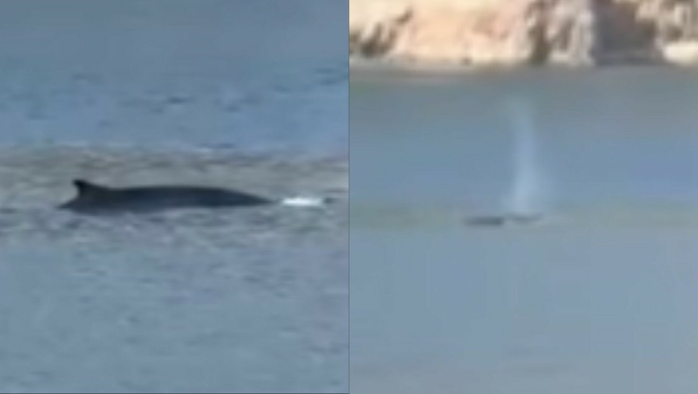 Kit perajar u Jadranskom moru