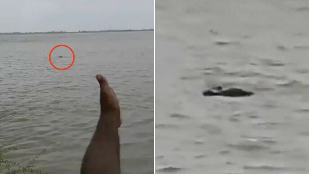 Krokodil odvukao dječaka u rijeku