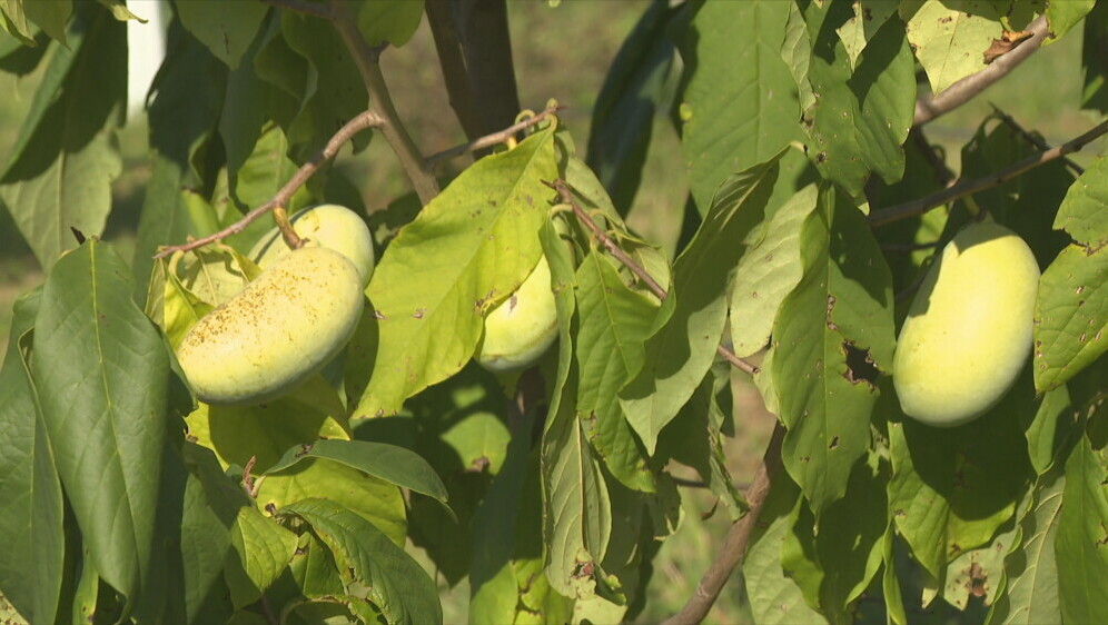 Egzotika iz Donje Bistre