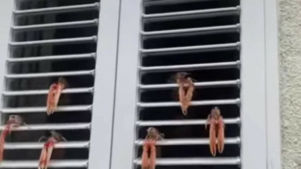 Škampi postavljeni na rolete prozora