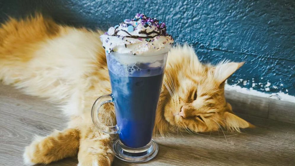 Zagrebački Cat Caffe ima dva pića inspirirana pjevačicom Taylor Swift - 4