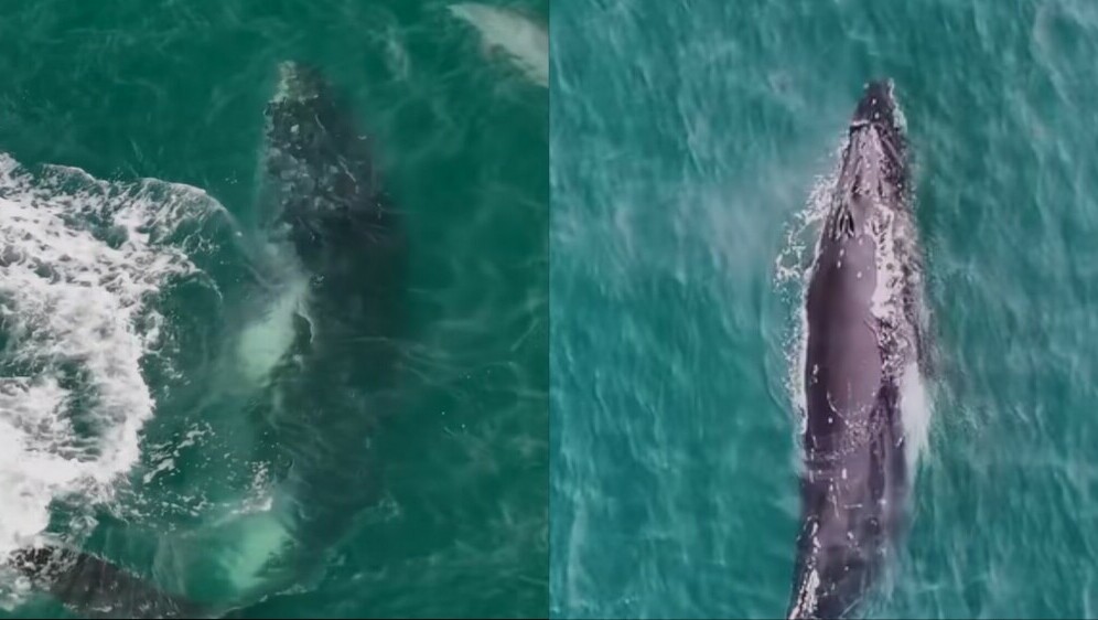 Grbavi kit u plitkom dijelu mora