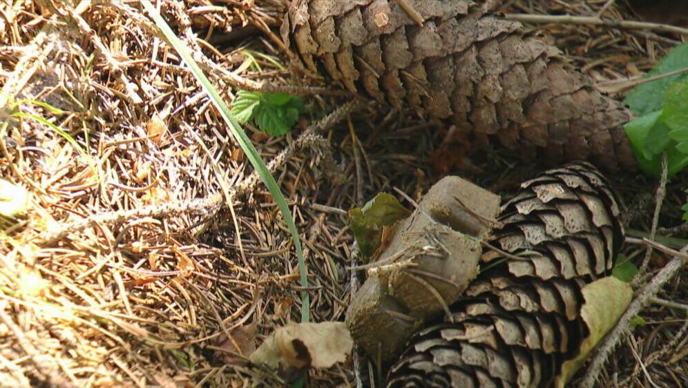Oralna vakcinacija lisica protiv bjesnoće