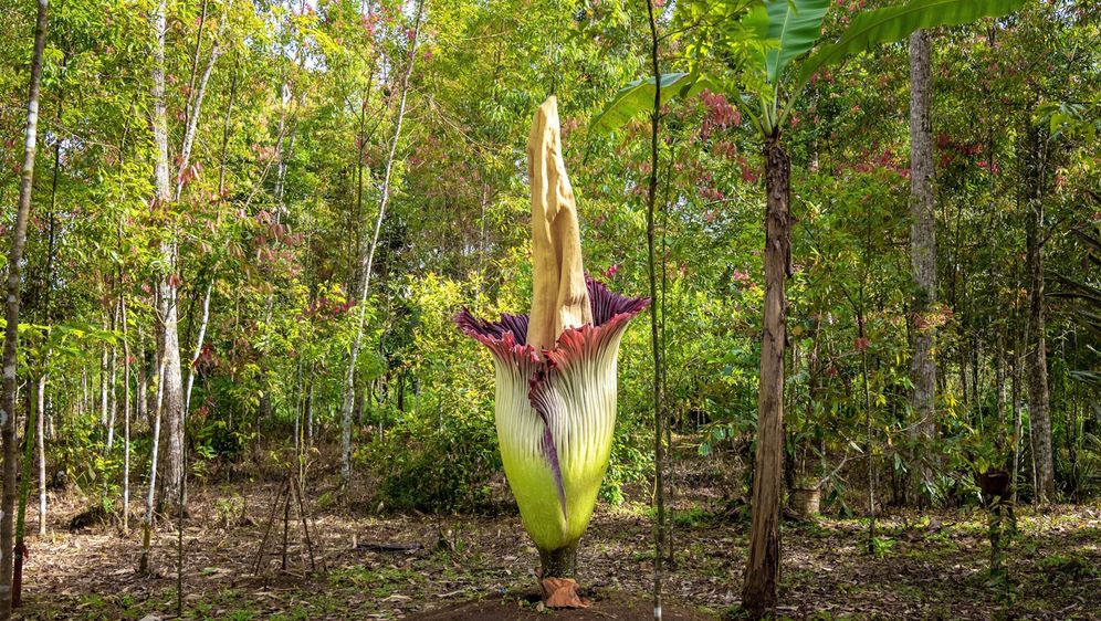 Amarphophallus titanuma ili Titan aruma - 1