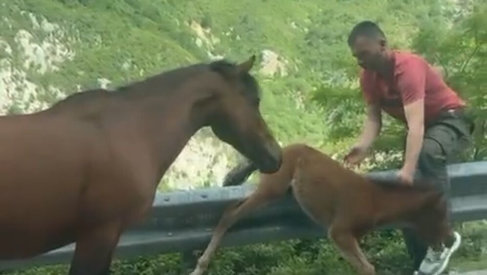 Ždrijebe u nevolji
