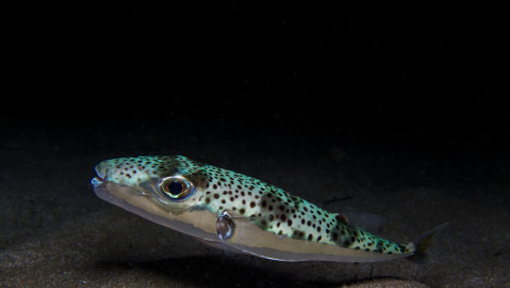 Srebrnopruga napuhača