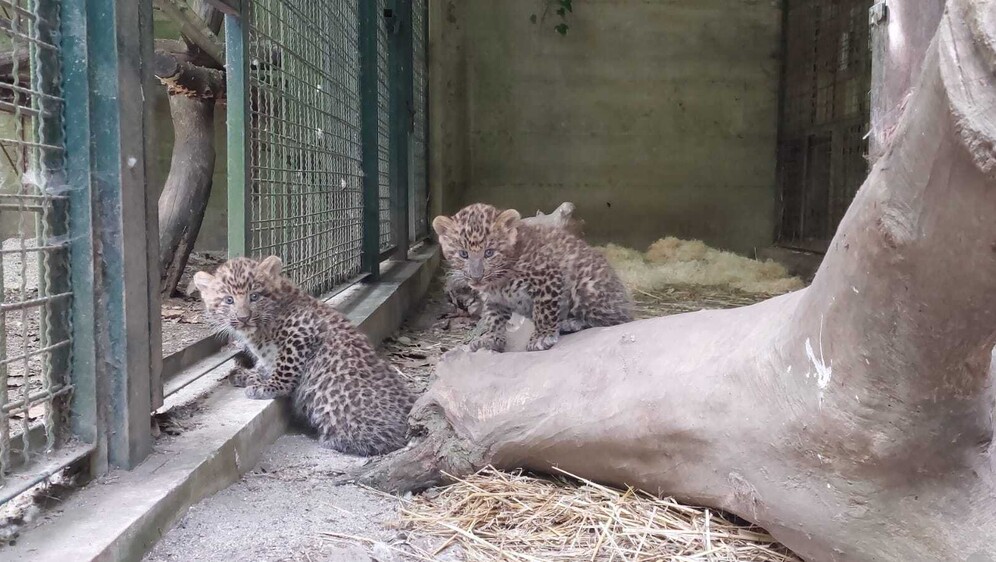 Mladunci kineskih leoparda - 2