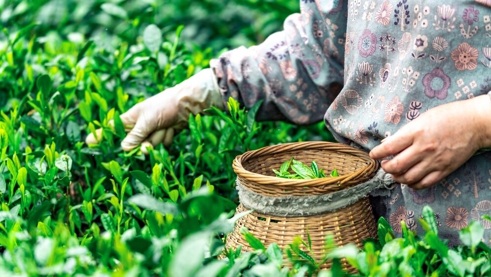 Longjing - 1