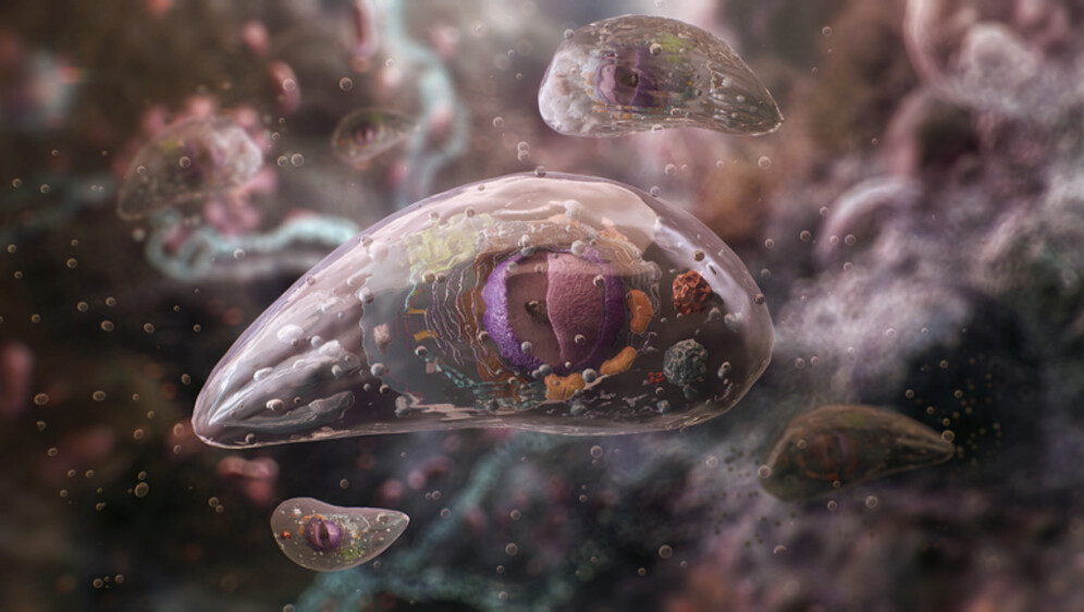 Parazit Toxoplasma gondii