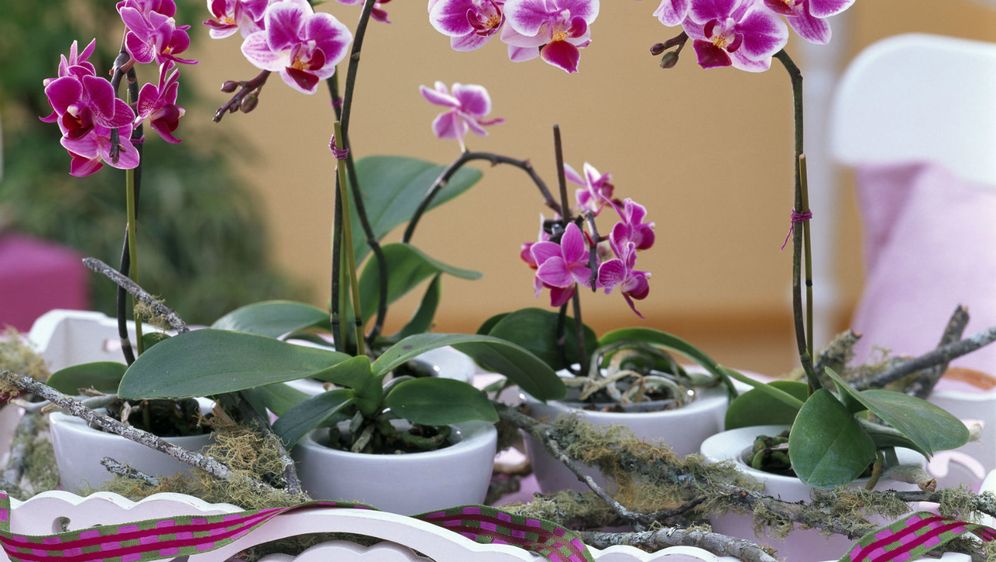 Orhideje