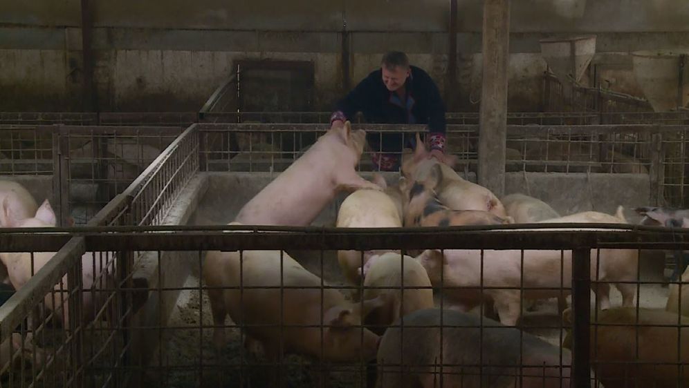 Wellness za svinje i krave (Foto: Dnevnik.hr) - 1