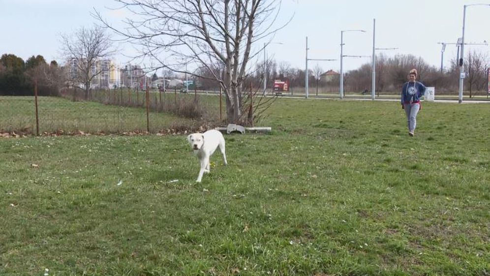 Trovanje pasa u Osijeku (Foto: Dnevnik.hr) - 3