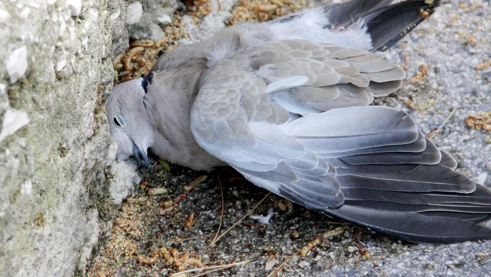 Mrtav golub (Foto/Arhiva: Ivana Ivanovic/PIXSELL)