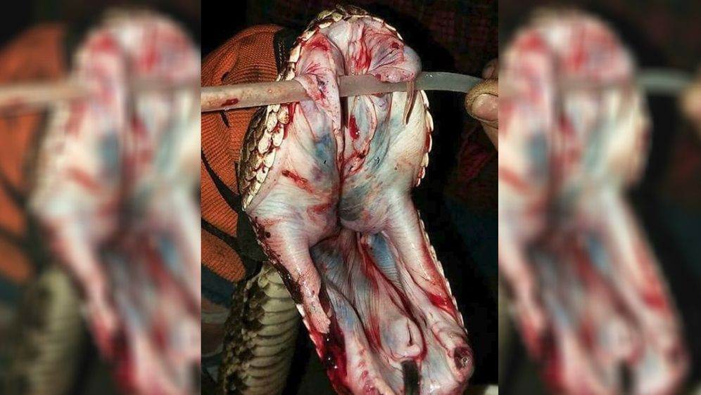 Građanima, srećom, ipak ne prijete po život opasne zmije (FOTO: Facebook)