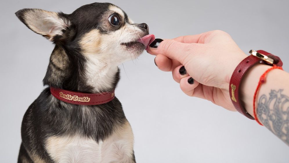 Ogrlica za psa je dostupna u 8 veličina, dok narukvica za vas dolazi u jednoj unisex veličini