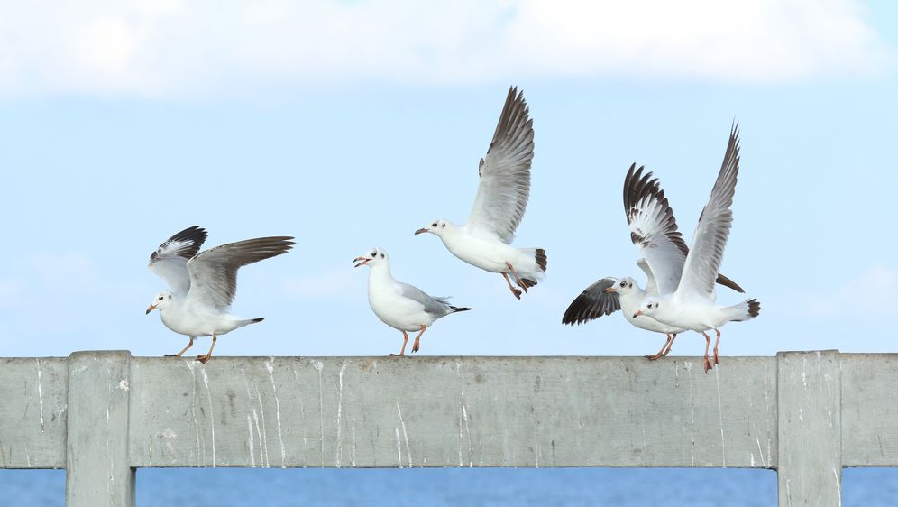 Galebi (Foto: Thinkstock)