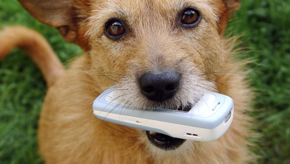 Pas i mobitel, ilustracija