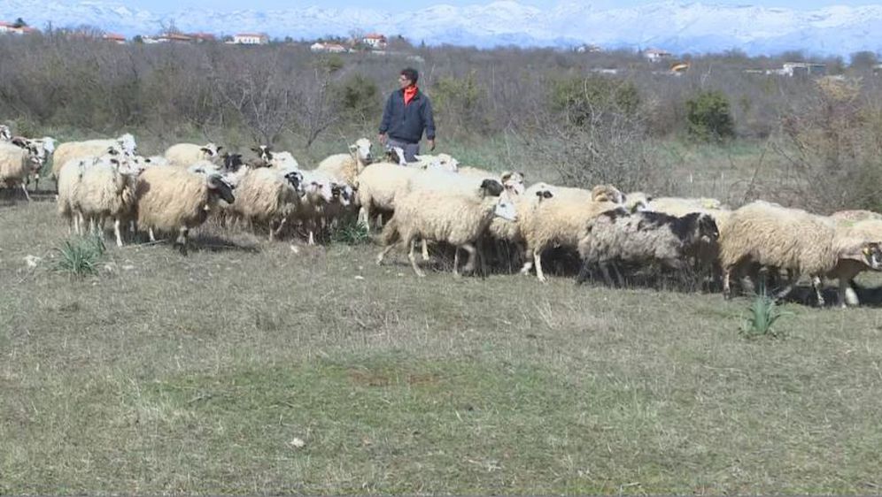 Stado ovaca (Foto: Dnevnik.hr) - 4