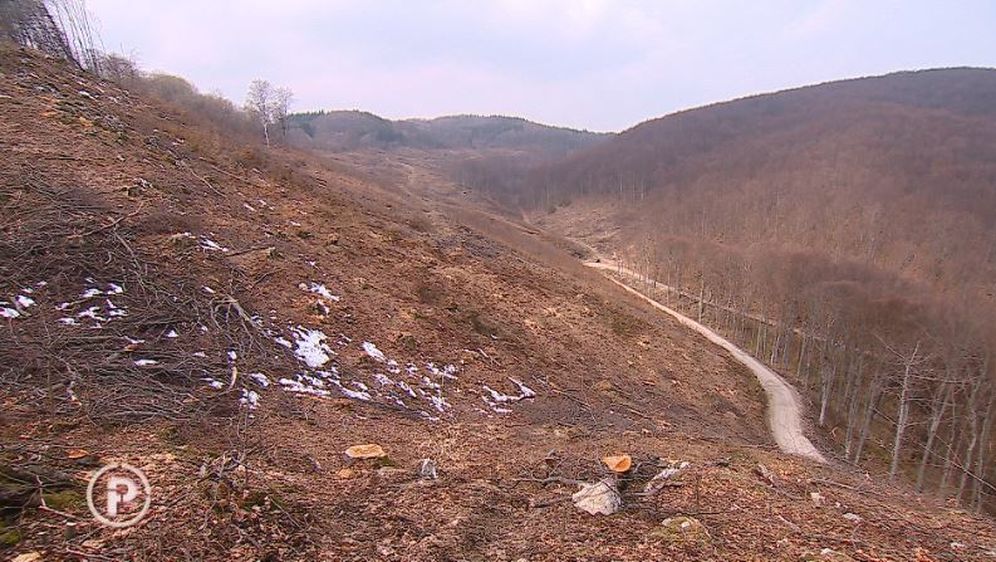 Posječena šuma (Foto: Dnevnik.hr) - 1