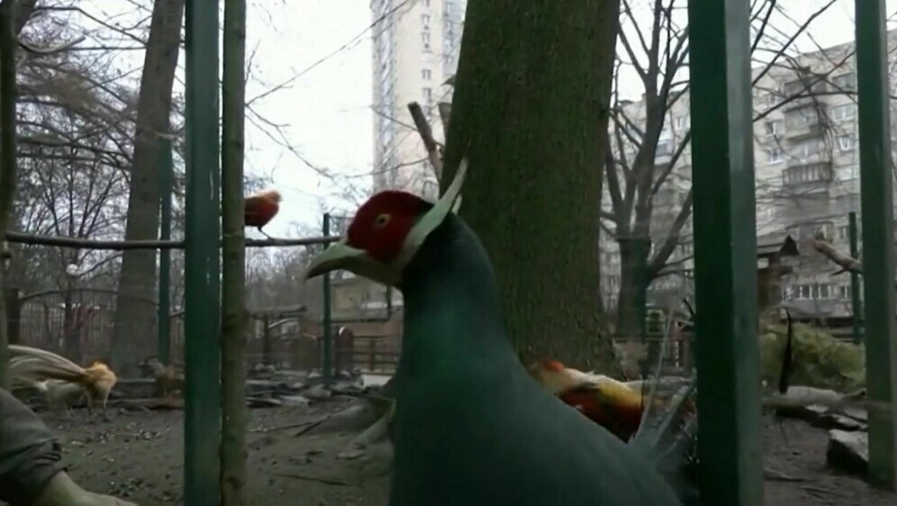 Pogođeni strahotama rata - 4