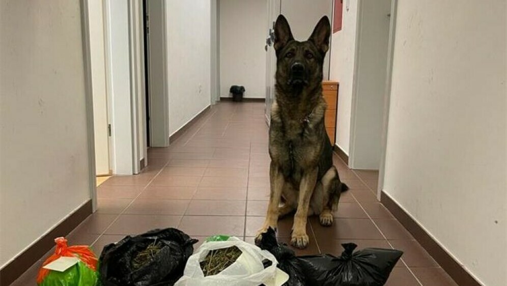 Policijski pas Boy