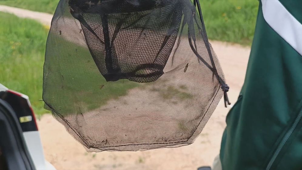 Komarci: Ilustracija - 2