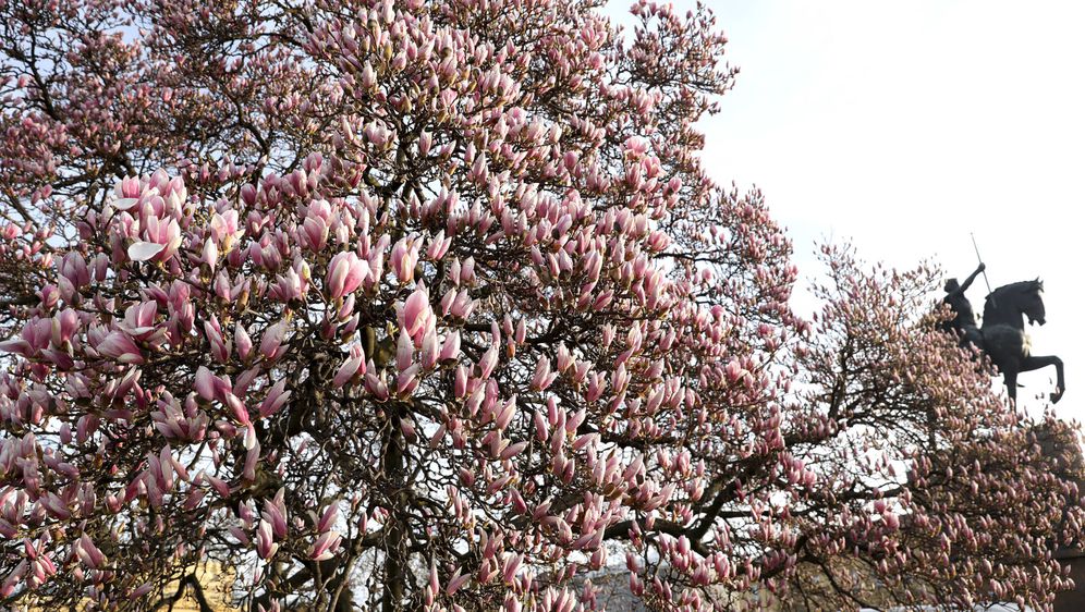 Procvjetala magnolija na Trgu kralja Tomislava u Zagrebu