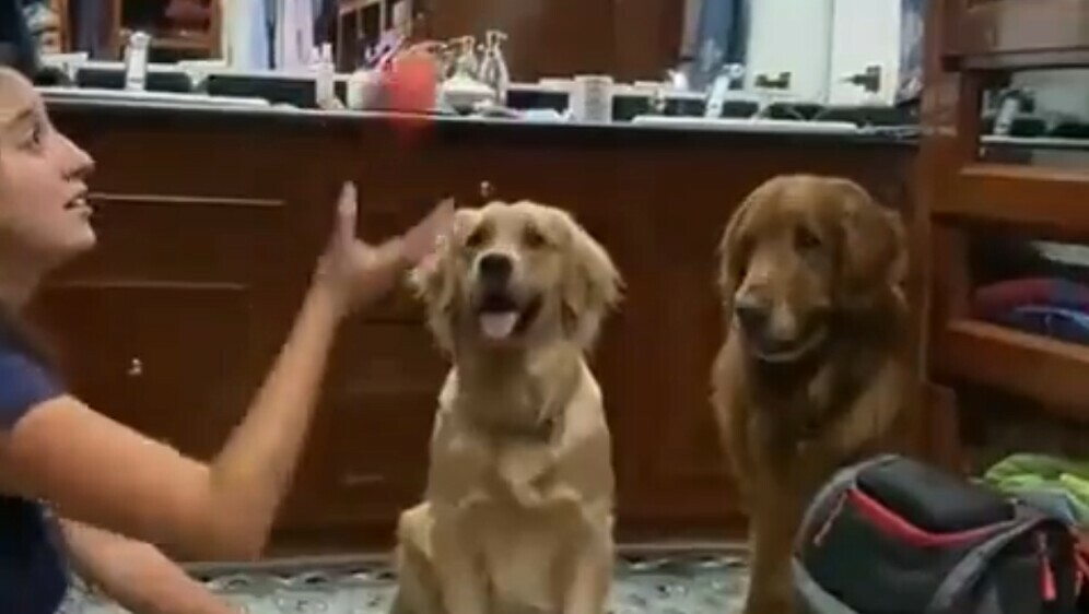 Psi promatraju trik