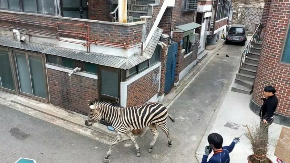 Zebra juri gradom