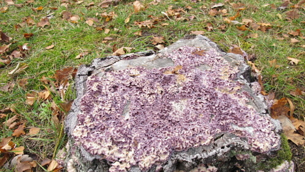 Gljivica Chondrostereum purpureum