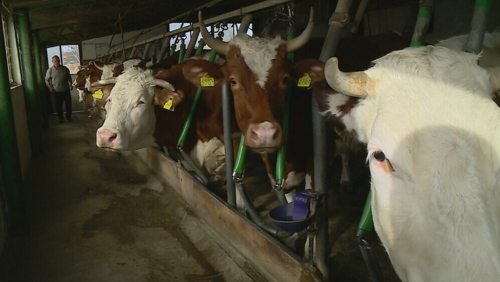 Poskupljuje mlijeko, ilustracija - 2