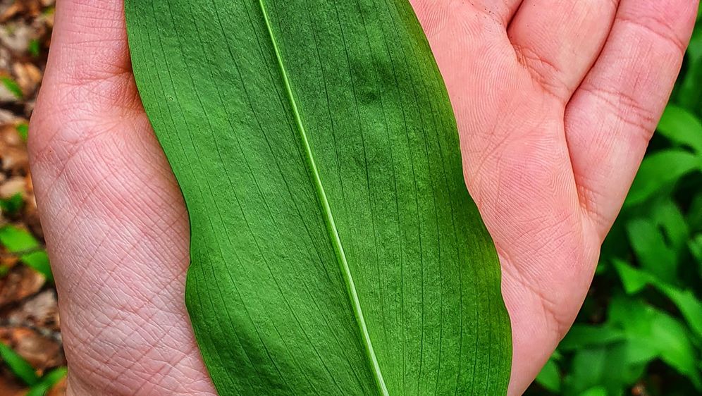 Branje medvjeđeg luka u Gorskom kotaru - 11