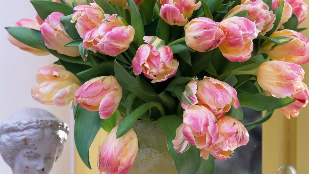 Papagajski su tulipani posebna sorta omiljenog cvijeća