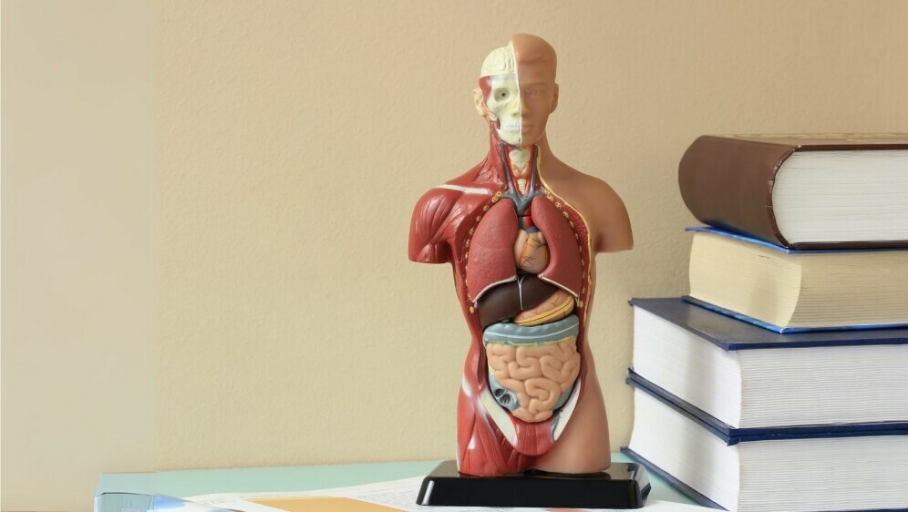 Anatomija ljudskog tijela