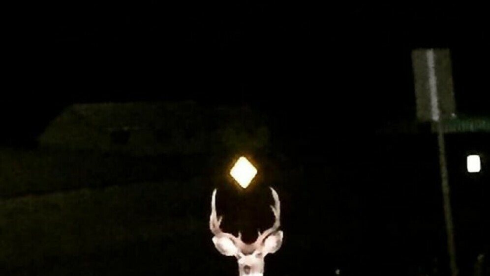 Čudnovate životinje - 28