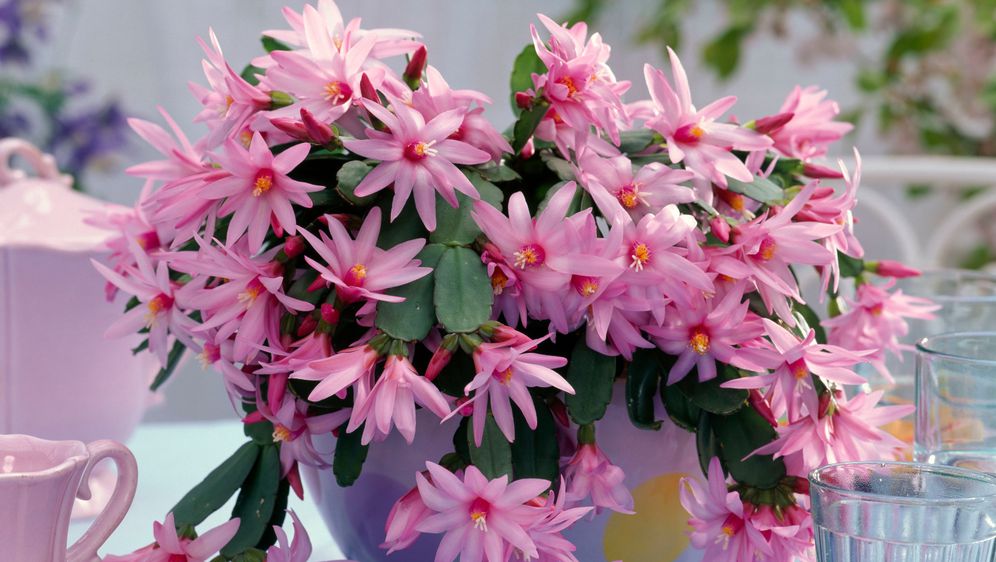 Uskrsni kaktus predivan je proljetni cvijet kojemu ne treba puno pažnje.