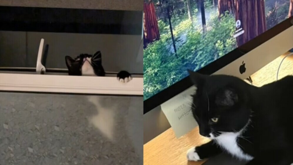 Mačak Mischief