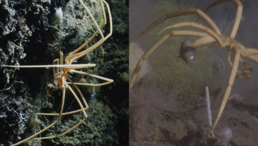 Morski pauk u svom prirodnom staništu