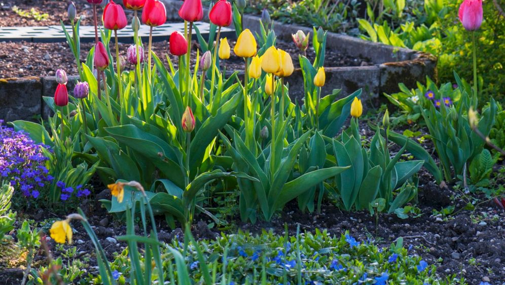 Za predivan vrt važno je izbjeći neke greške