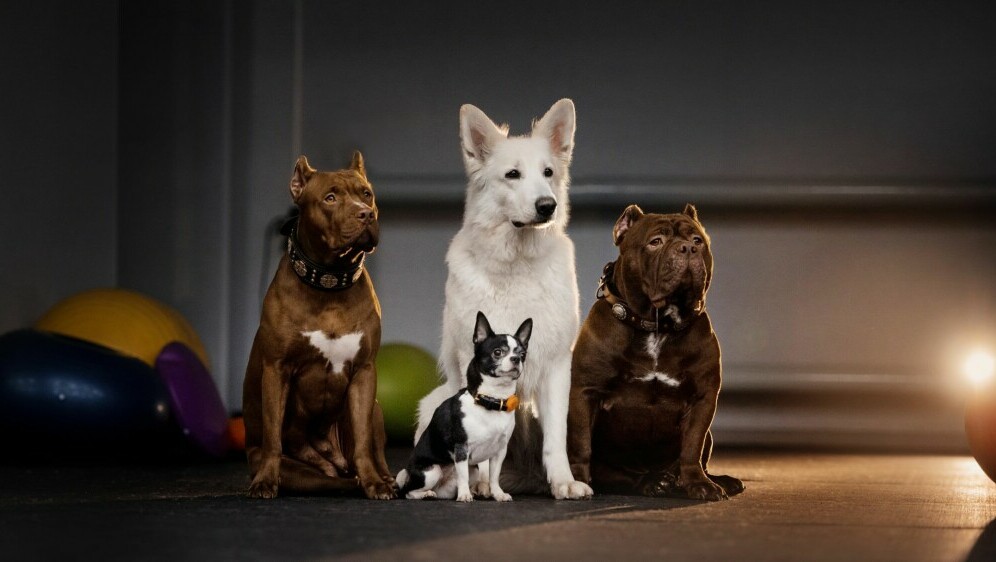 Razne pasmine pasa kako sjede